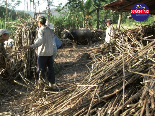 Cuộc sống thường nhật của người dân nơi đây -